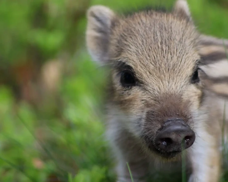 Heude's pig