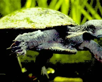 Gulf snapping turtle
