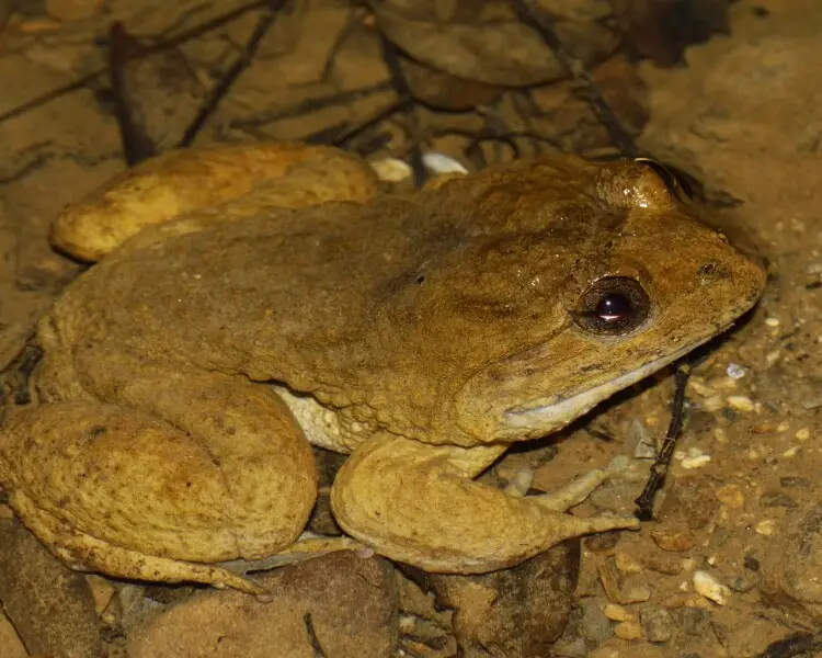 Limnonectes namiyei факти, дієта, ареал і фотографії на Animalia.bio