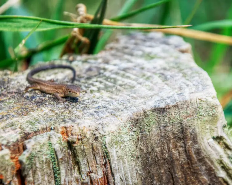 Takydromus tachydromoides факти, дієта, ареал і фотографії на