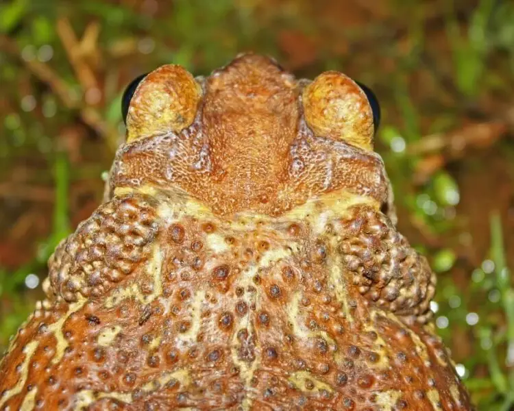 Peltophryne peltocephala факти, дієта, ареал і фотографії на Animalia.bio