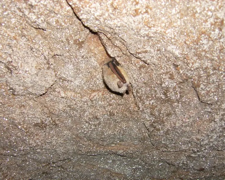 Tricolored bat Facts, Diet, Habitat & Pictures on Animalia.bio