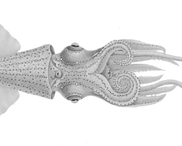 Enoploteuthis leptura