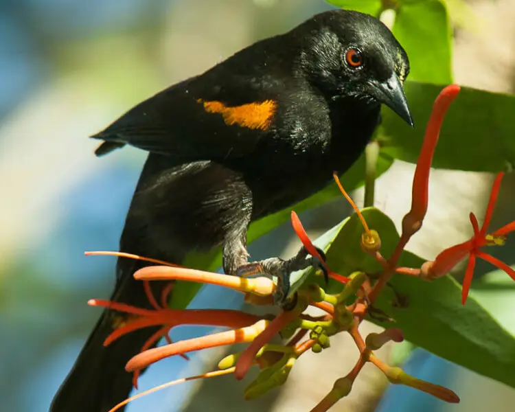 Epaulet Oriole - Facts, Diet, Habitat & Pictures On Animalia.bio