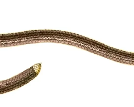 Epictia tenella факти, дієта, ареал і фотографії на Animalia.bio