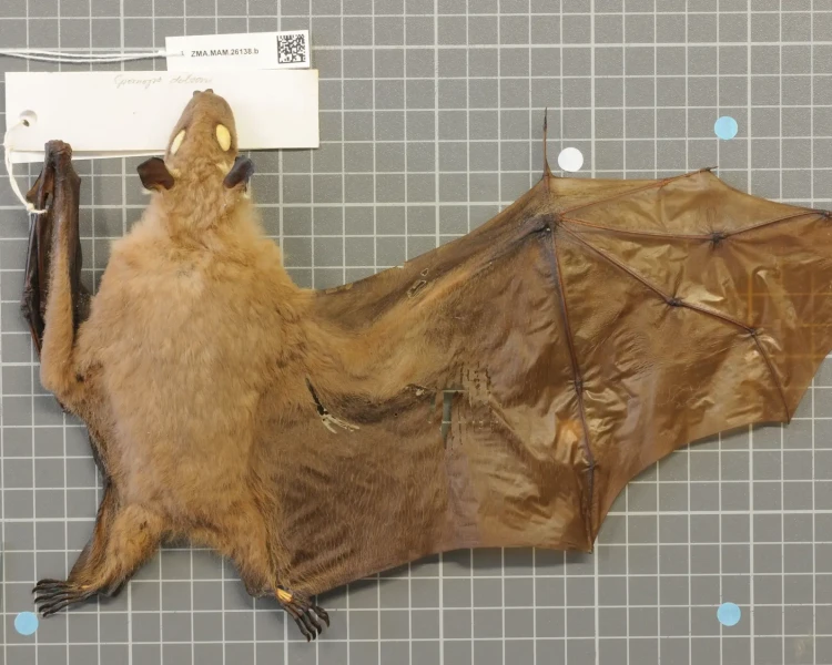 Dobson's epauletted fruit bat