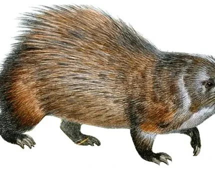 Stump-tailed porcupine