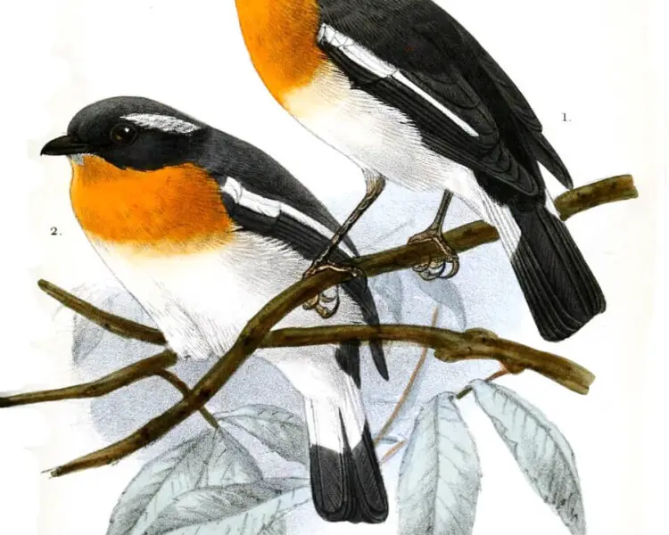 Rufous-chested flycatcher