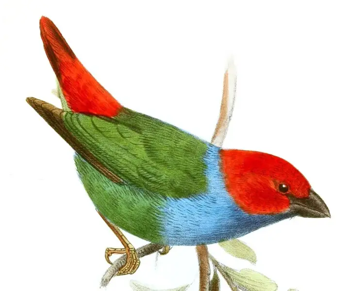 Red-headed parrotfinch