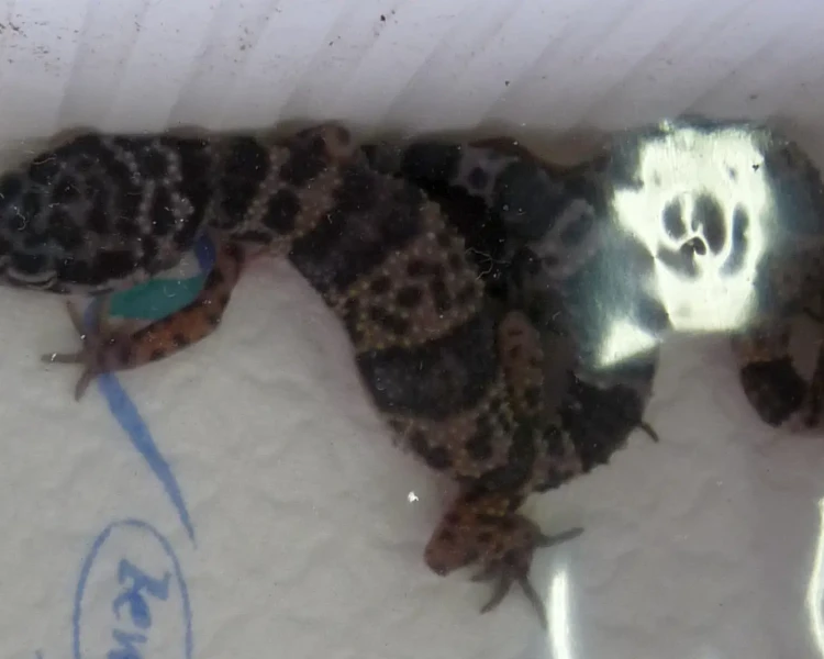 Turkmenistan eyelid gecko
