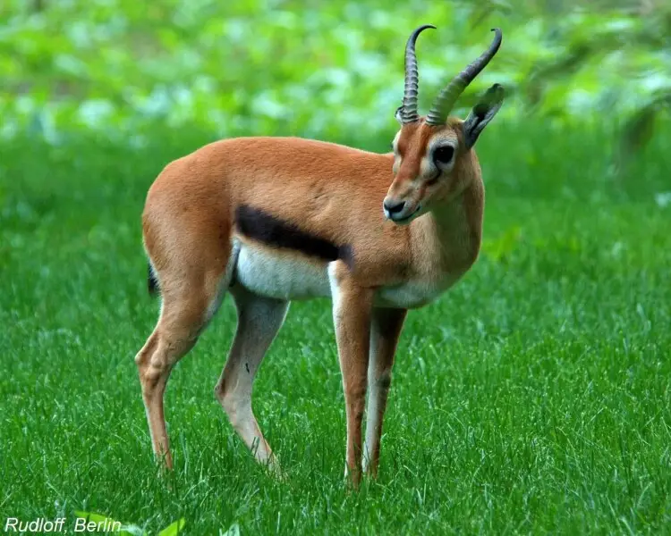 Heuglin's gazelle