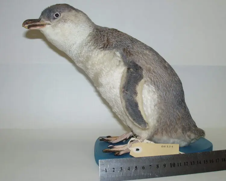 White-flippered penguin