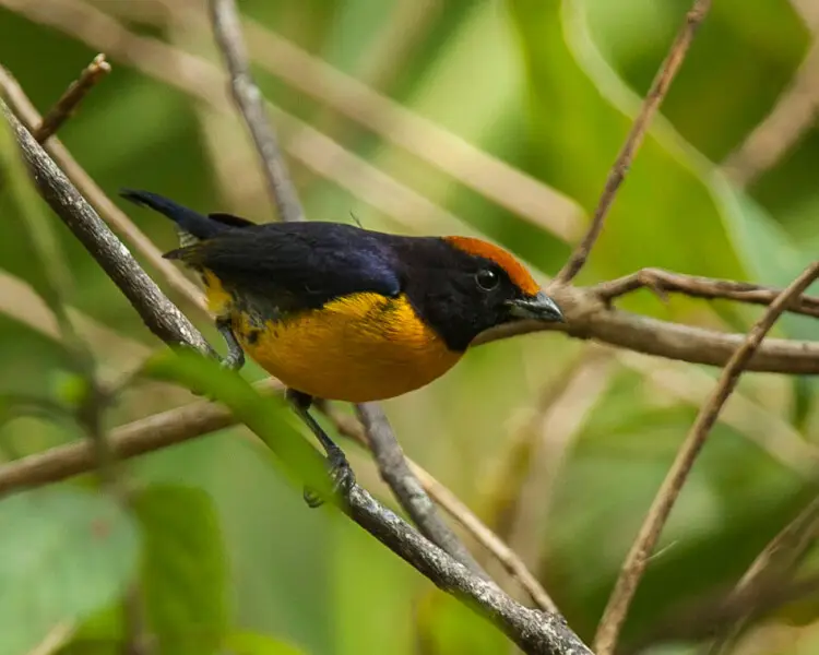 Euphonia anneae - Facts, Diet, Habitat & Pictures on Animalia.bio