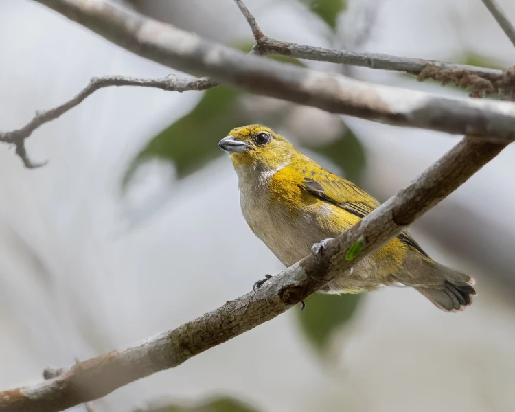 Euphonia cayennensis факти, дієта, ареал і фотографії на Animalia.bio
