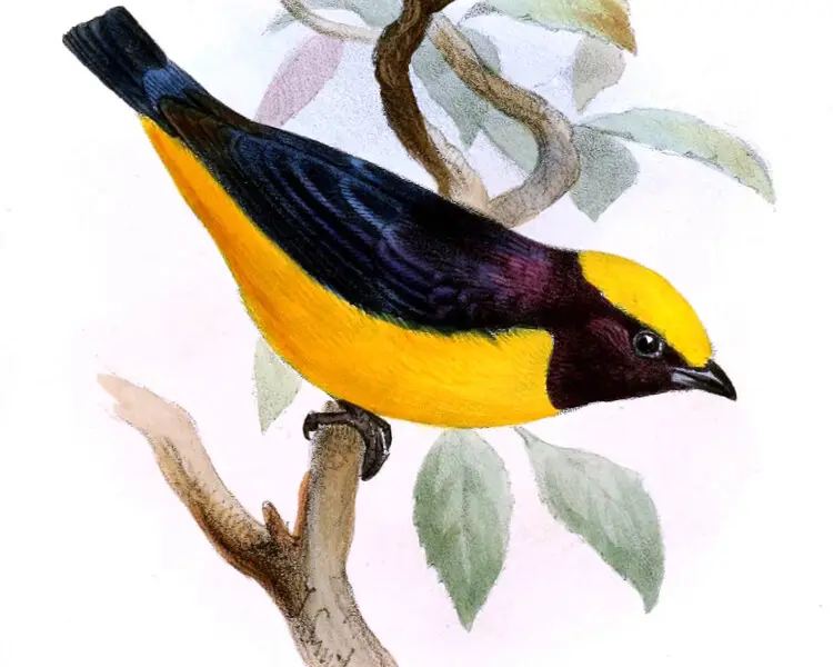 Orange-crowned euphonia - Facts, Diet, Habitat & Pictures on Animalia.bio