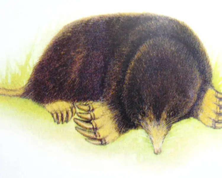 Greater Chinese mole