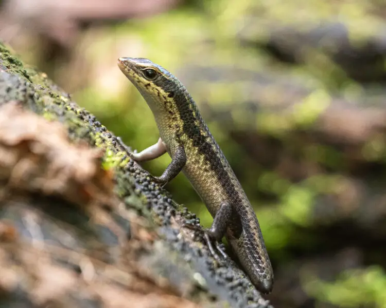 Eutropis andamanensis Fatti, dieta, habitat e immagini su Animalia.bio