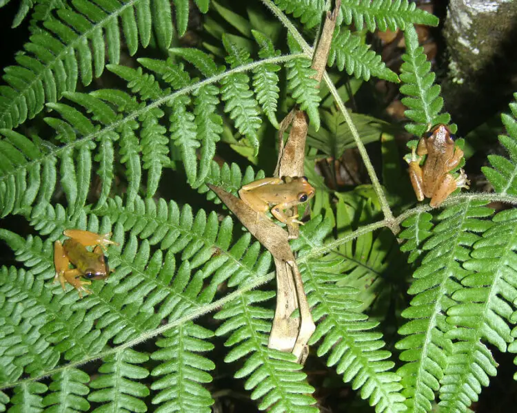 Exerodonta catracha