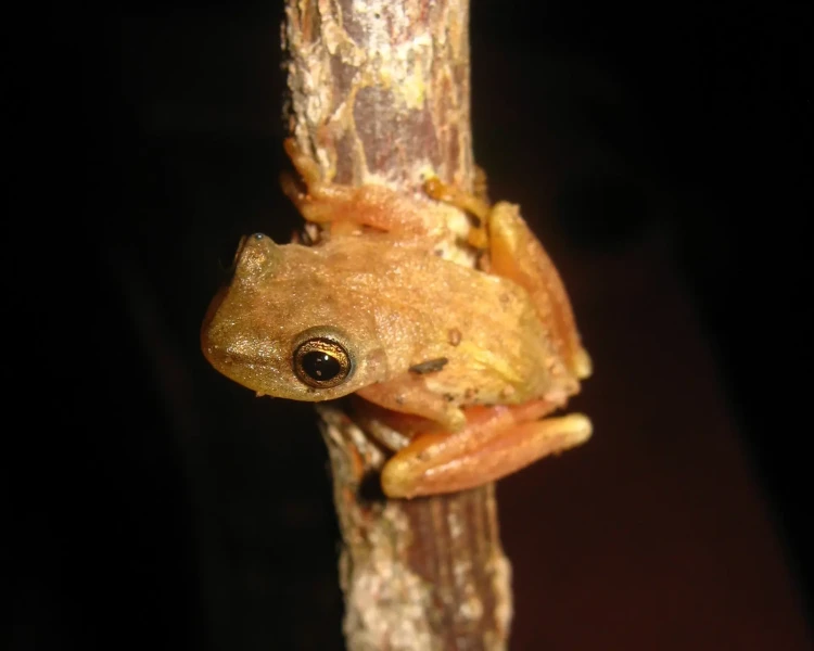 Exerodonta smaragdina