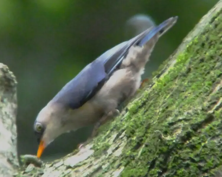 Velvet-fronted nuthatch