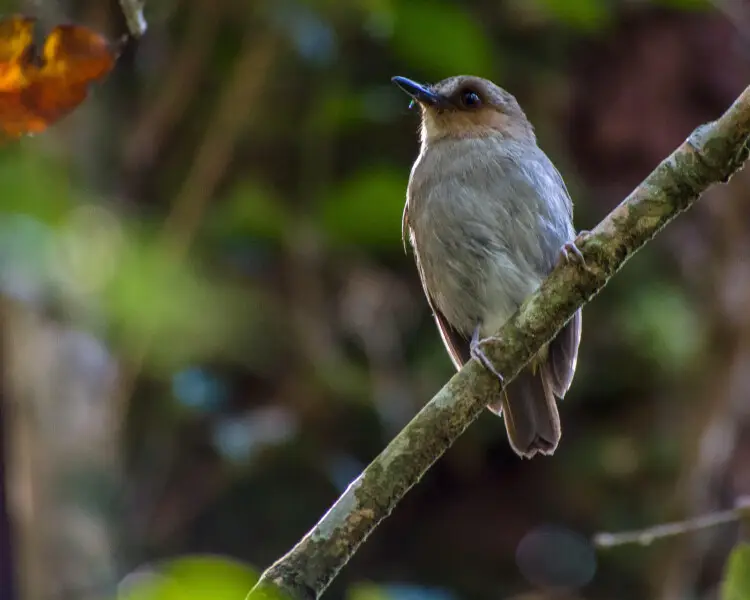 Eyebrowed jungle flycatcher - Facts, Diet, Habitat & Pictures on ...