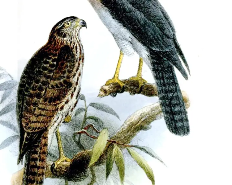 Rufous-necked sparrowhawk