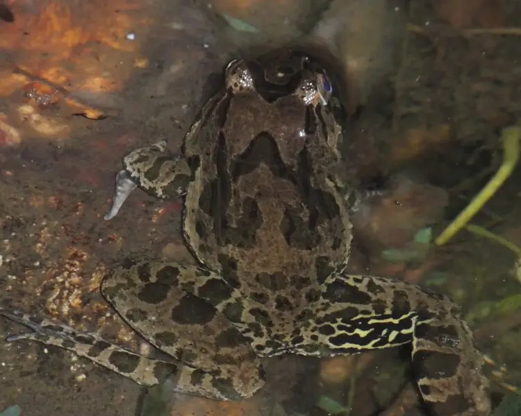 Crabeating frog Facts, Diet, Habitat & Pictures on Animalia.bio