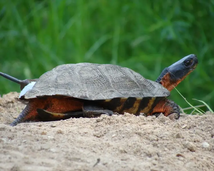 Wood Turtle - Facts, Diet, Habitat & Pictures on Animalia.bio