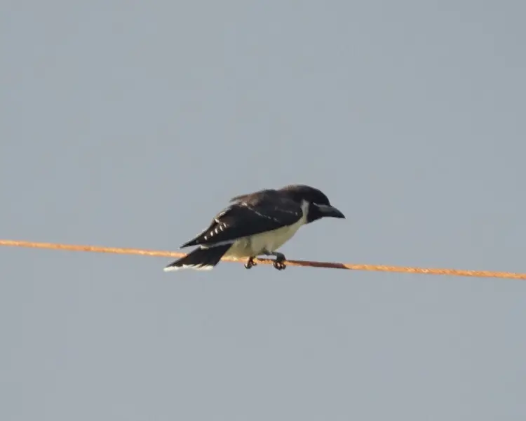 Fiji woodswallow