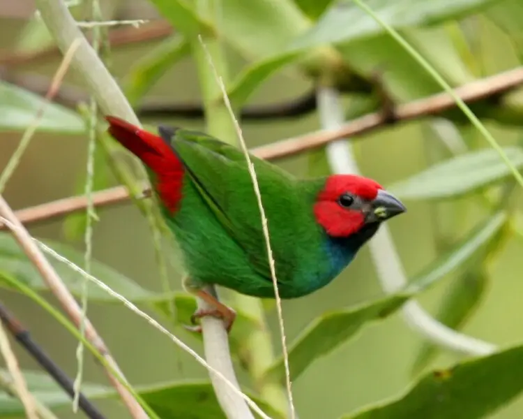 Fiji parrotfinch
