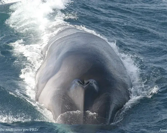 Northern fin whale