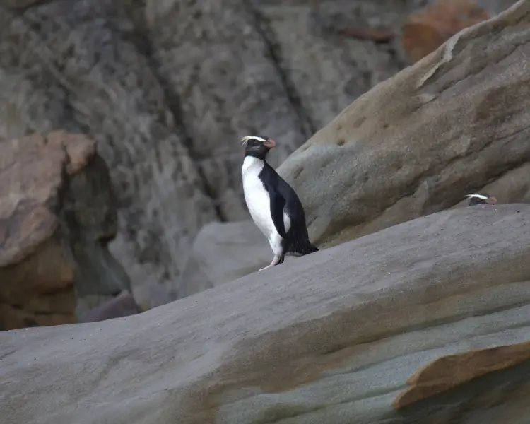Пінгвін новозеландський