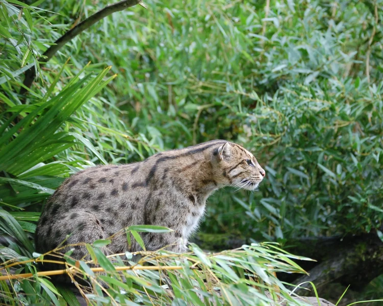 Fishing Cat Facts, Diet, Habitat & Pictures on Animalia.bio