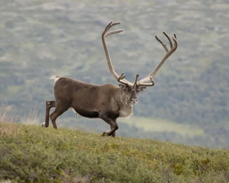Mountain reindeer