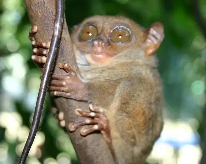 Peleng tarsier