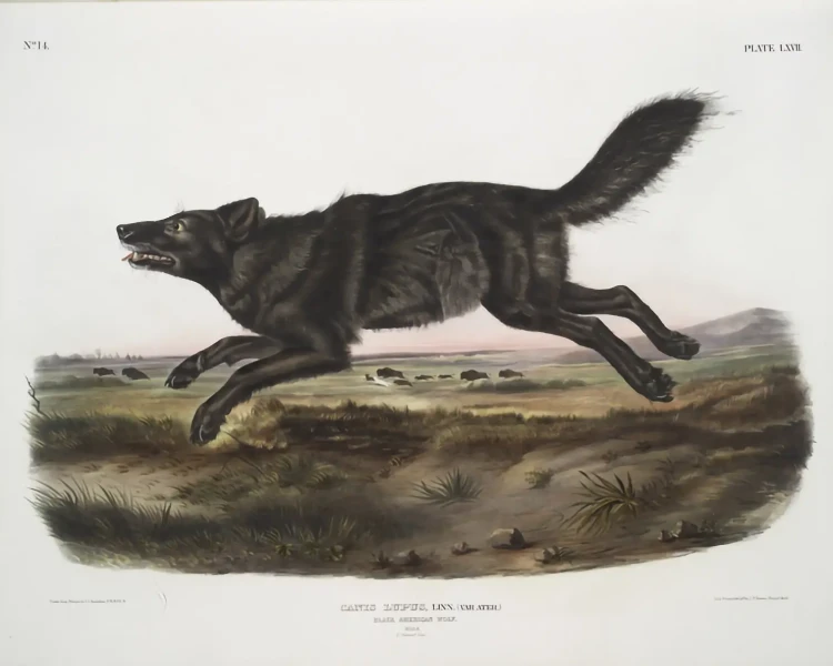 Florida black wolf