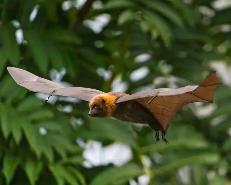 Madagascan Flying Fox