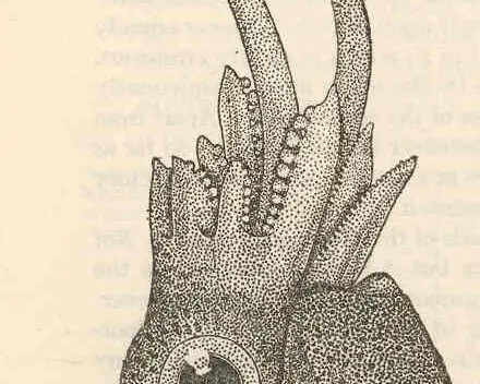 Iridoteuthis iris