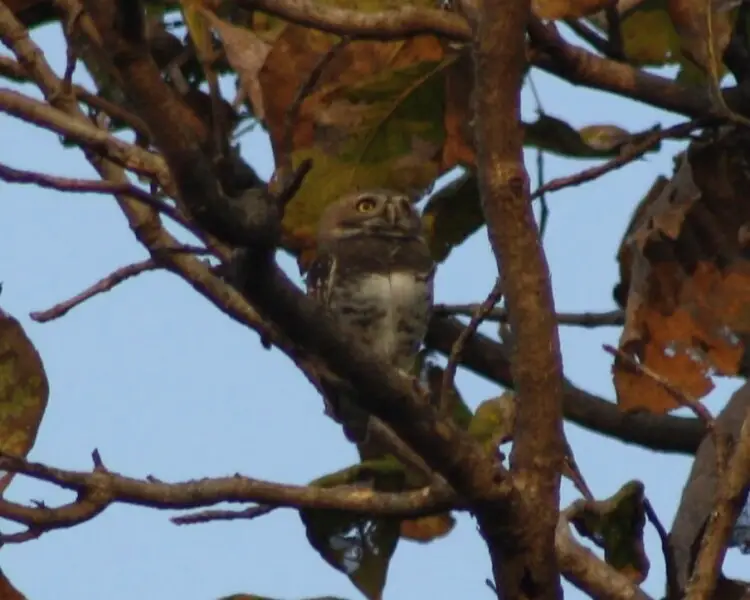 Forest owlet