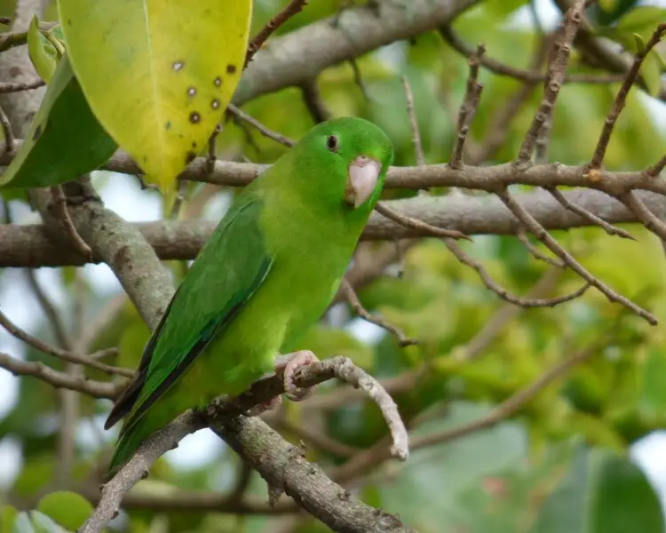 Папуга-горобець панамський