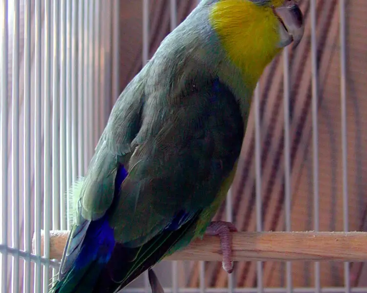 Папуга-горобець жовтощокий
