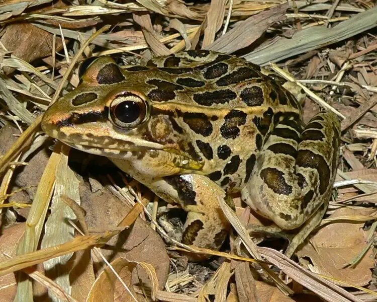 Forrer's grass frog