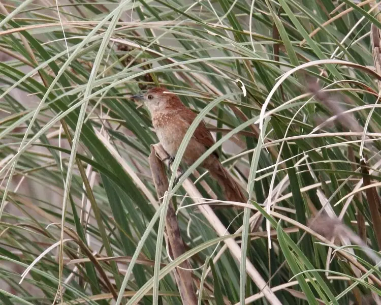 Freckle-breasted thornbird