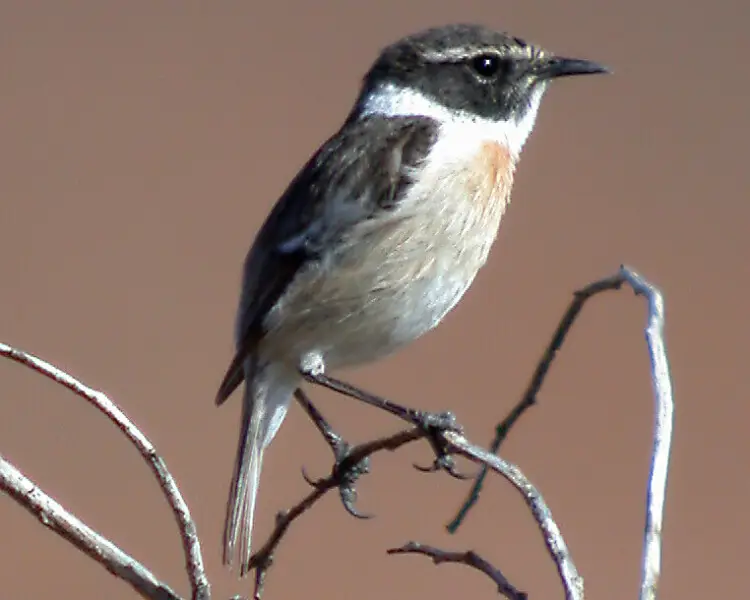 Canary Islands stonechat