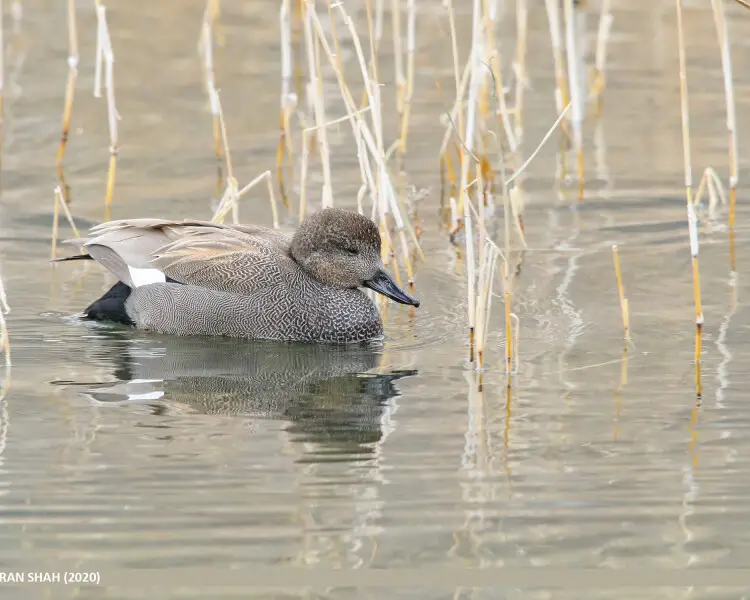 Gadwall - Facts, Diet, Habitat & Pictures on Animalia.bio