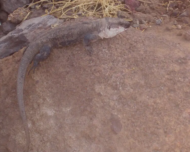 La Gomera giant lizard