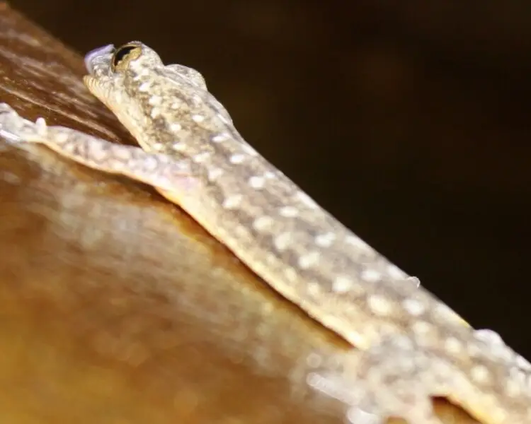 Indo-Pacific gecko