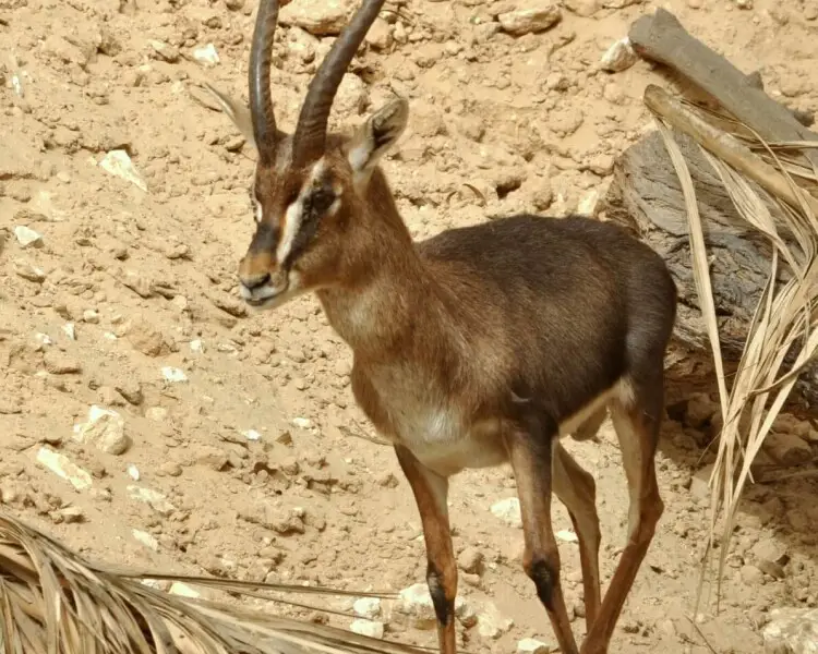 Gazella erlangeri