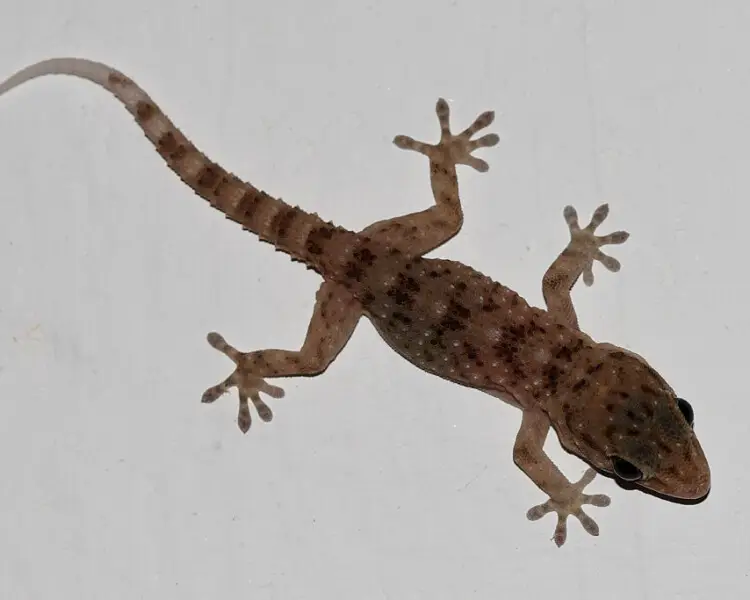 Gomero wall gecko