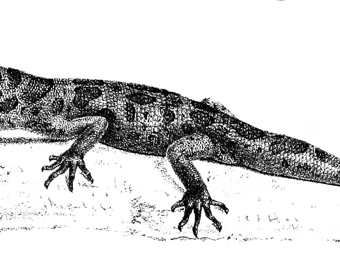 Cyrtodactylus jeyporensis